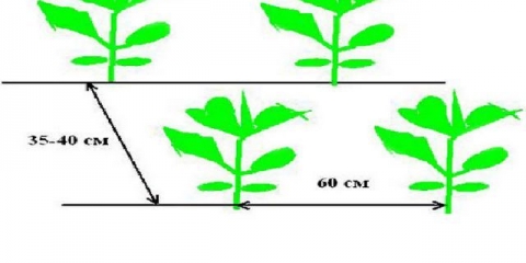 Na kojoj udaljenosti saditi kupus
